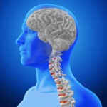 3D medical image showing spine and brain in male figure 3D medical image showing spine and brain in male figure