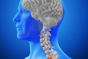 3D medical image showing spine and brain in male figure