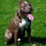 Dog_PitBull Dog_PitBull