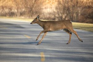 DeerCrossingRoad