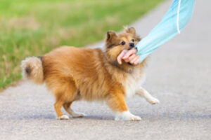 DogBite2 DogBite2