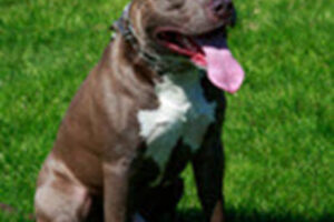 Dog_PitBull Dog_PitBull