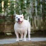 UnleashedDog UnleashedDog