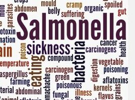 Salmonella