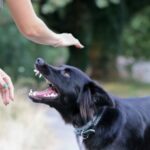 DogBite4 DogBite4
