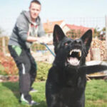 Dog8 Dog8