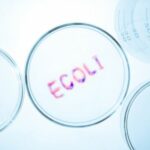 Ecoli Ecoli
