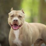 Pitbulls Pitbulls