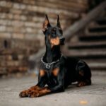 Doberman Doberman