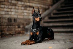 Doberman