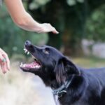DogBite4 DogBite4