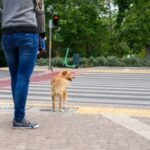 PedestrianWithDog PedestrianWithDog