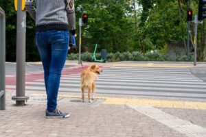 PedestrianWithDog