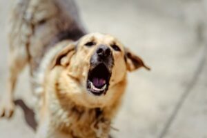DogAttacking DogAttacking
