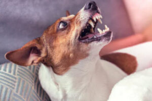 Dog9 Dog9