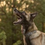 DogBarking DogBarking