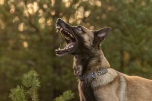 DogBarking DogBarking