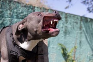 AngryPitbull AngryPitbull