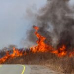 WildFire_