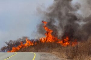 WildFire_
