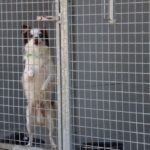 DogShelter