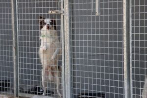 DogShelter DogShelter