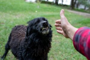 Dog Attack
