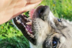 DogBite DogBite