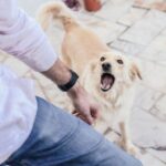 DogBite3