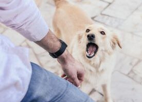 DogBite3